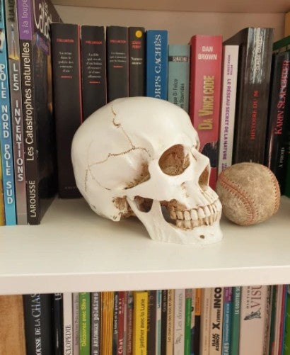 Human Skull Replica Sculpture For Sale - Life Size 1:1 Model Resin Statue Anatomy Art Decoration Carving