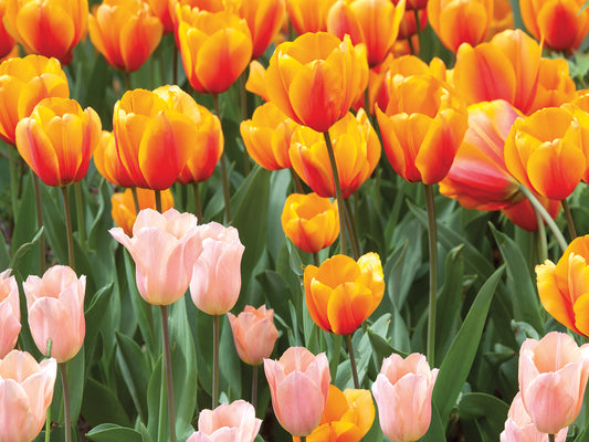 Two-Toned Tulips