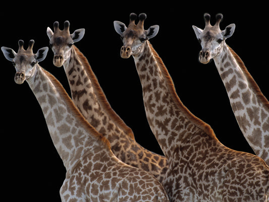 Giraffes in a Row Noir