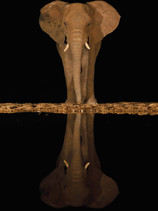 Lakeside Elephant