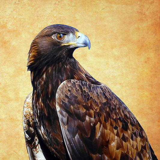 Eagle King