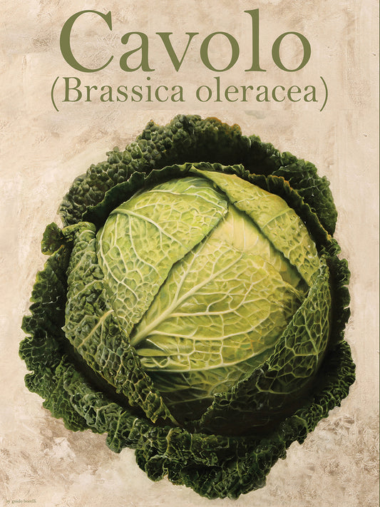 Brassica Oleracea