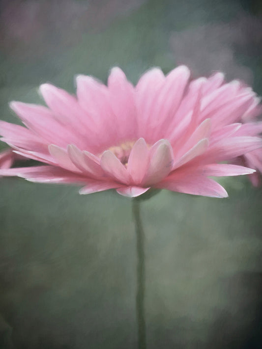 Pink Bloom 1
