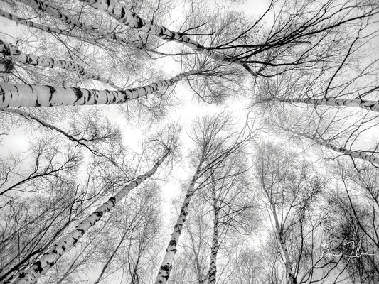 Through The Birch Trees