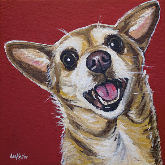 Chihuahua Happy