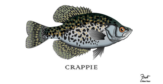 Crappie Fish