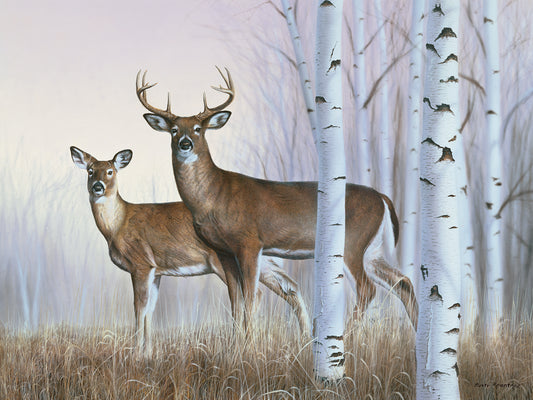 Deer In Birch Woods
