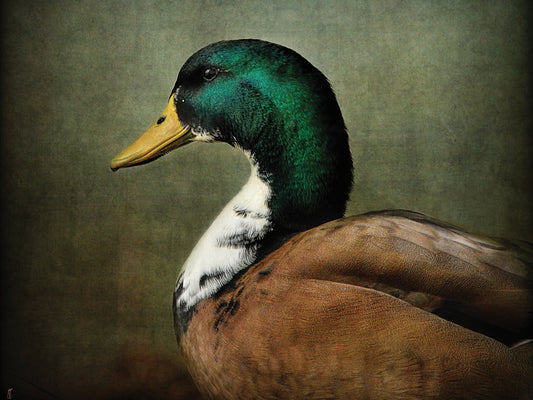 Mallard Duck Portrait