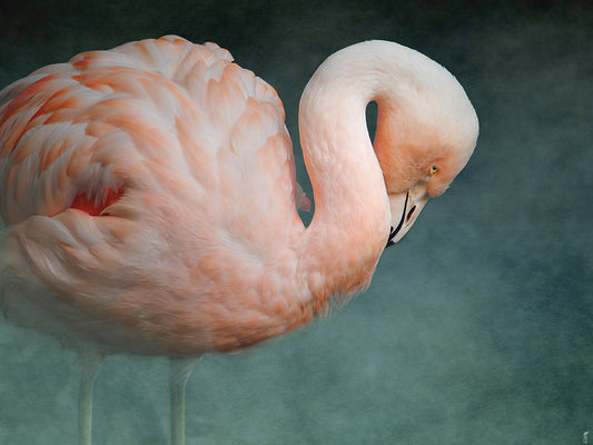 Pink Flamingo 2