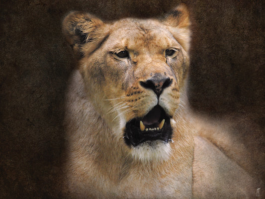 The Lioness Portrait