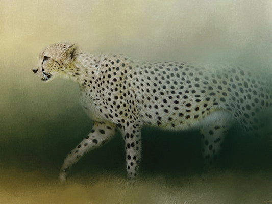 Cheetah On The Prowl