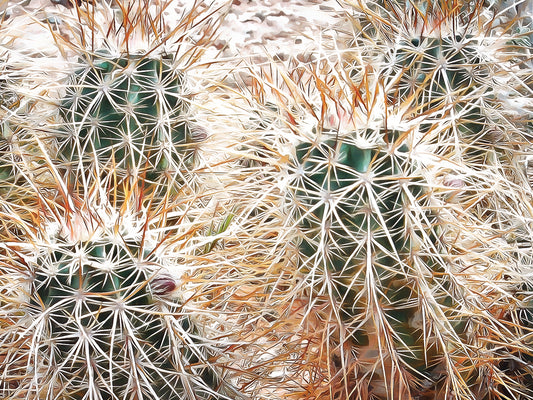 Prickly Protection