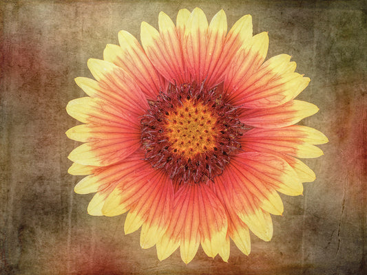 Single Indian Blanket Flower