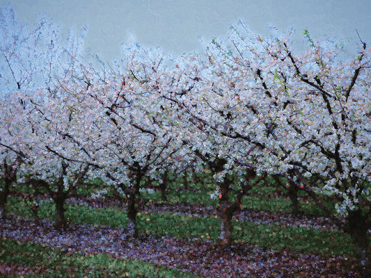 Springtime In The Cherry Orchard