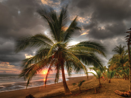 Palm Tree on Shore 2