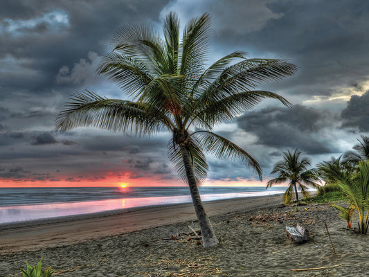 Palm Tree on Shore 3