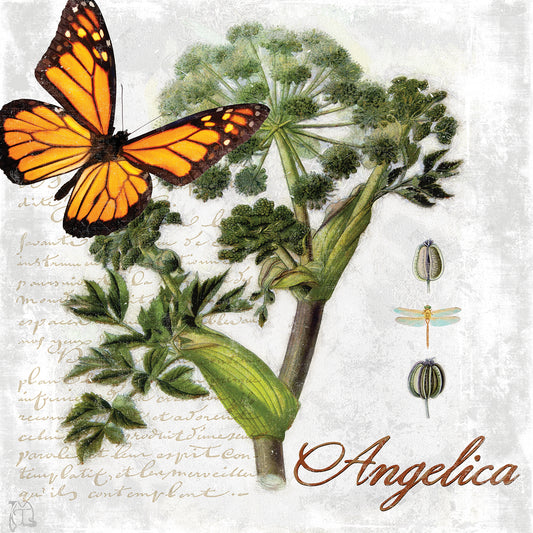 Botanical Gardern Angelica Herb