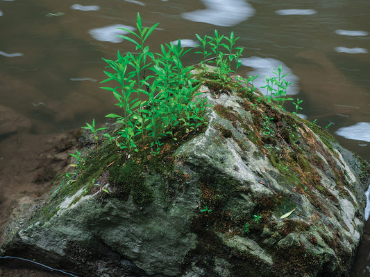 Pyramid Shaped Rock And Vegetation In Slow Flowing Water