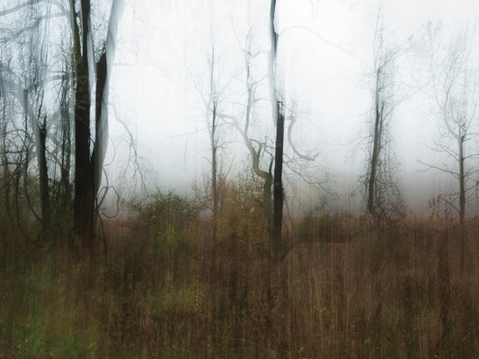Beauty In Dead Trees In Fog