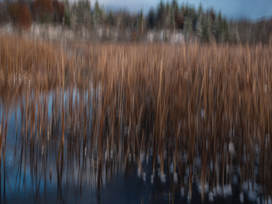 Last Days Of Autumn With Reeds And Pines