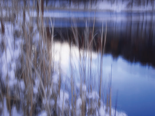 Reeds In Snow Along Pond