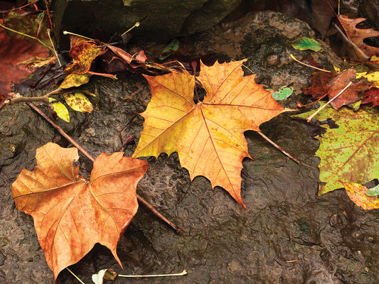 Colorful Maple Leaves Upon Rocks