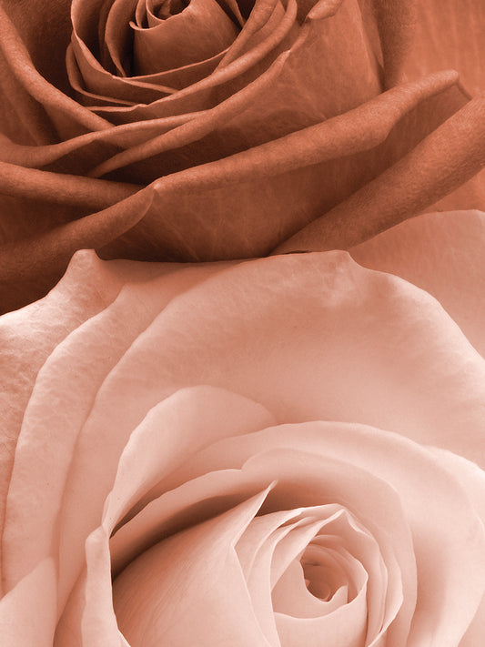 Sepia Roses in Portrait
