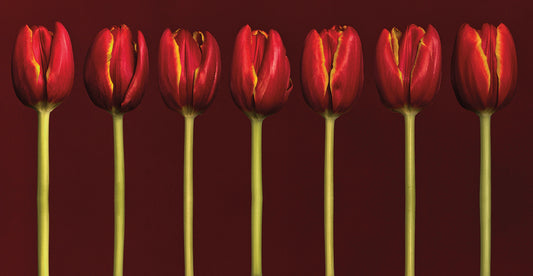 Seven Tulips in a Row