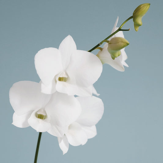 White Orchid on Blue 01