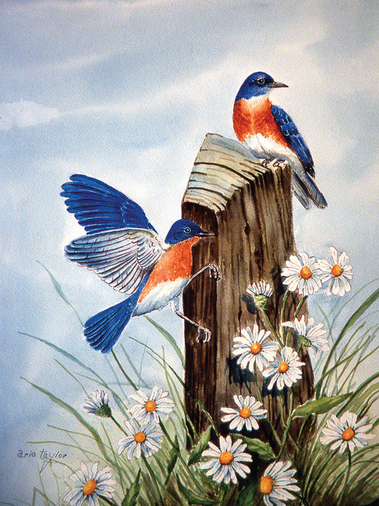 Bluebirds With Daisies 2