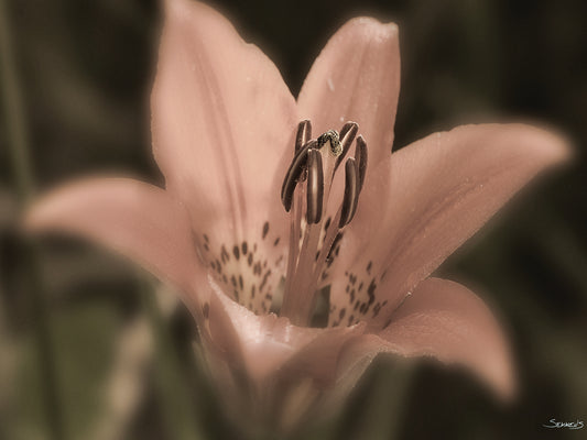 Sepia flower Photography #8