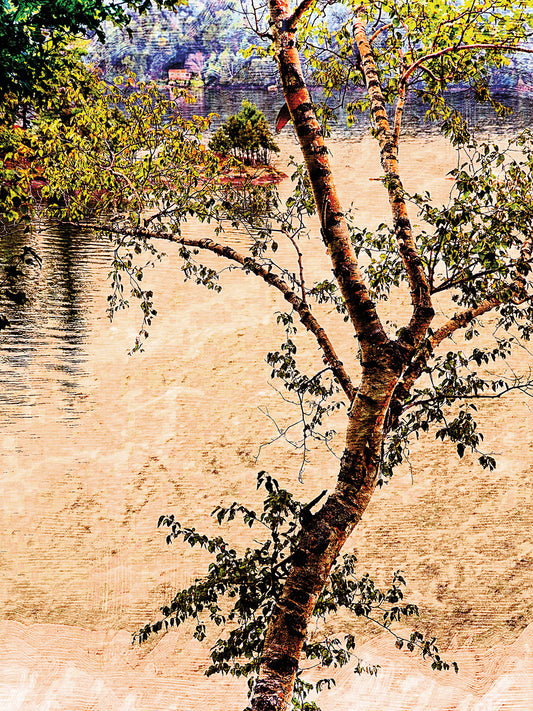 Color Tree on Lake