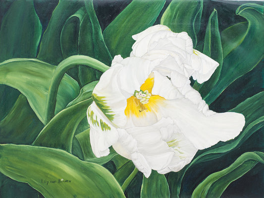 White Tulip Perth1