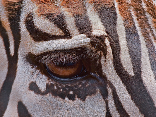 Zebra Eye