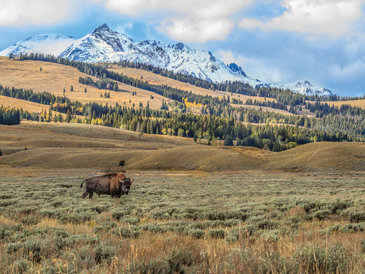 Bison By Electric Peak