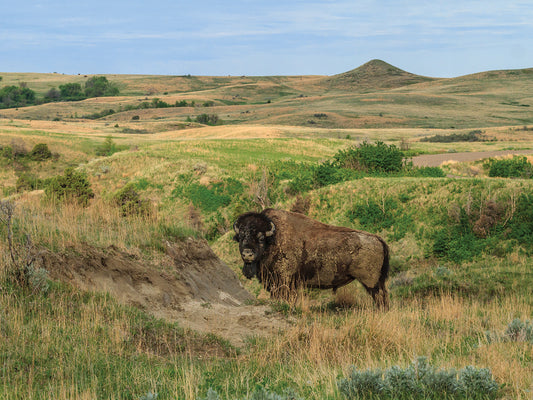 Bison In North Dakota Landscape
