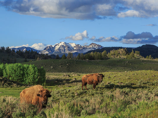 Bison With Mountains