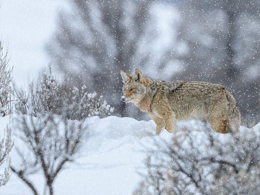 Coyote In Snow
