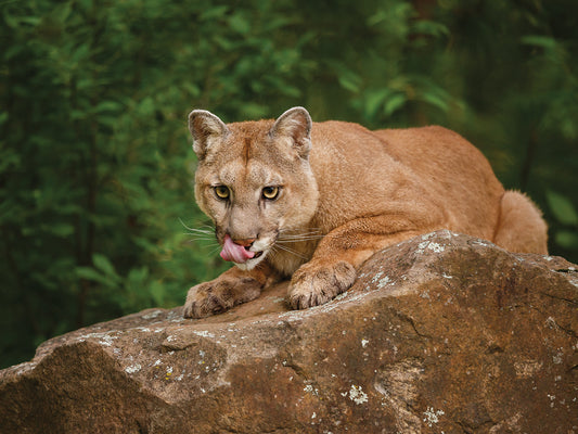 Mountain Lion Lunch