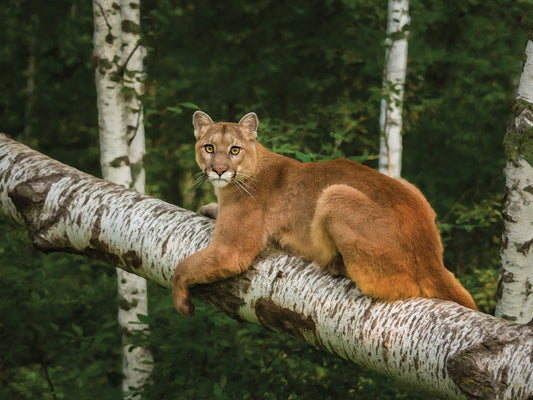 Mountain Lion On Forest Log