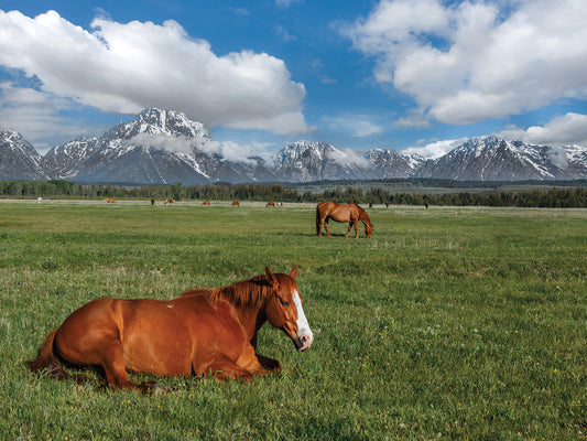 Teton Horses