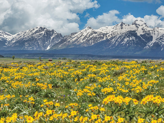 Wild Flowers With Mountains