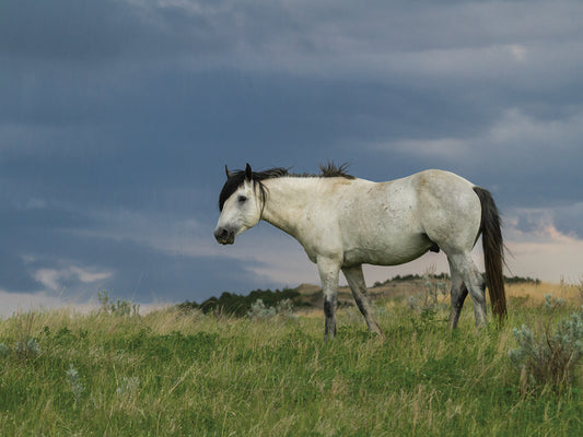 Wild Horse - Stallion
