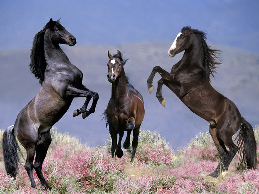 Dream Horses 033