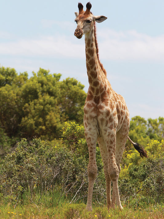 African Giraffes # 26