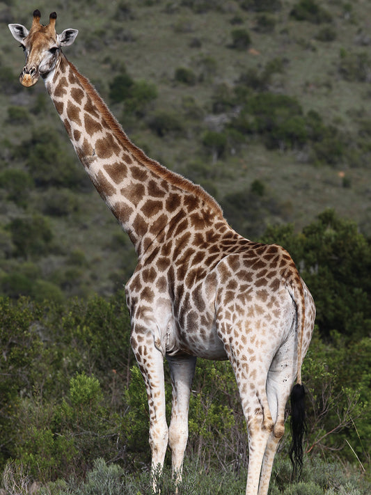 African Giraffes # 145