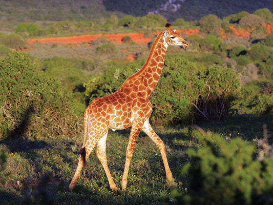 African Giraffes 177