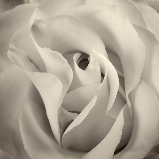 White Roses Antique