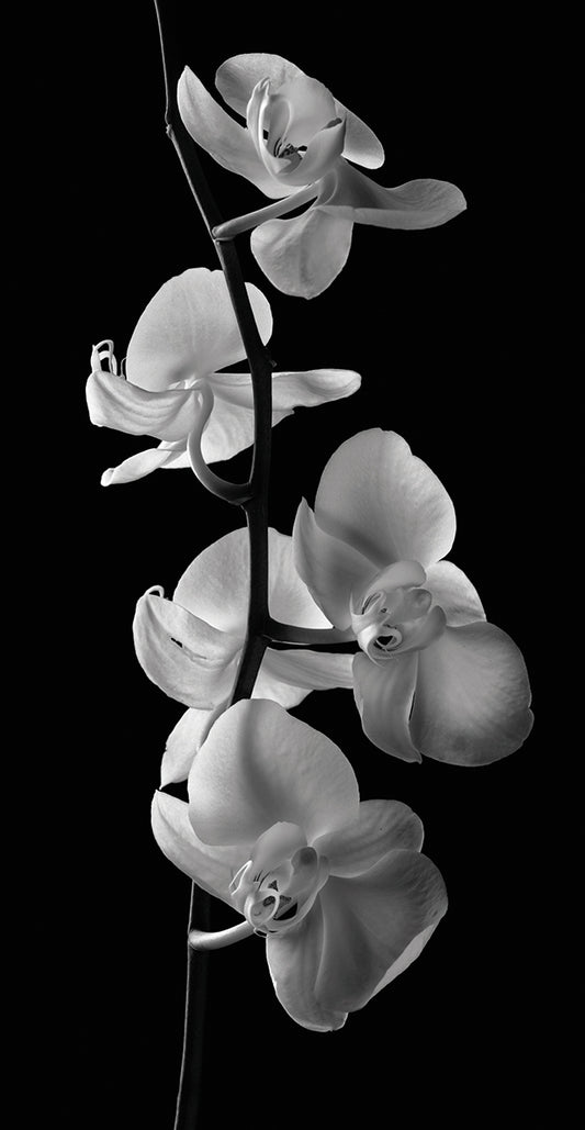 Orchids 2