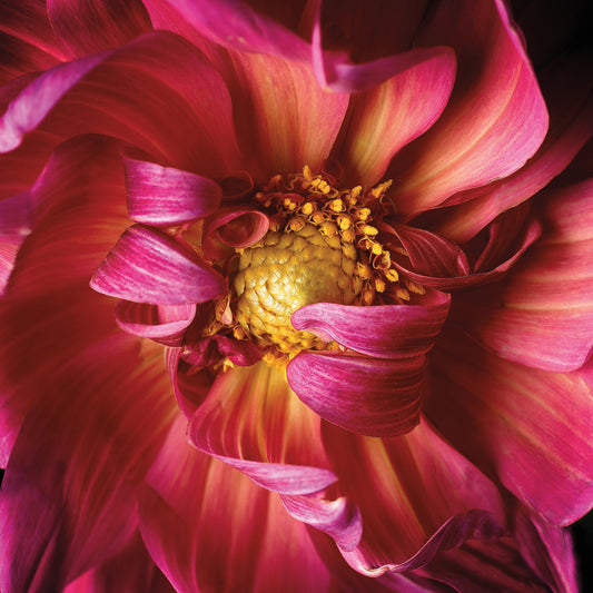 Pink Flower Photography